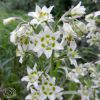 Zigadenus Elegants